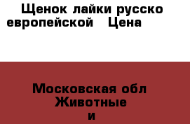 Щенок лайки русско европейской › Цена ­ 10 000 - Московская обл. Животные и растения » Собаки   